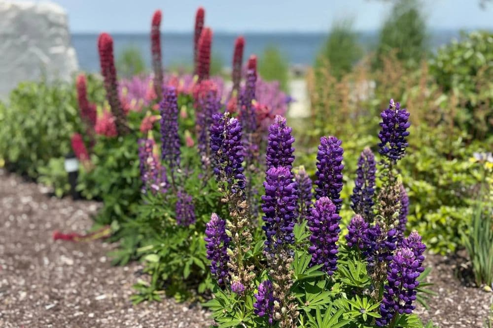 Vibrant purple and pink lupine flowers grow in a botanical garden with a blurry water backdrop.